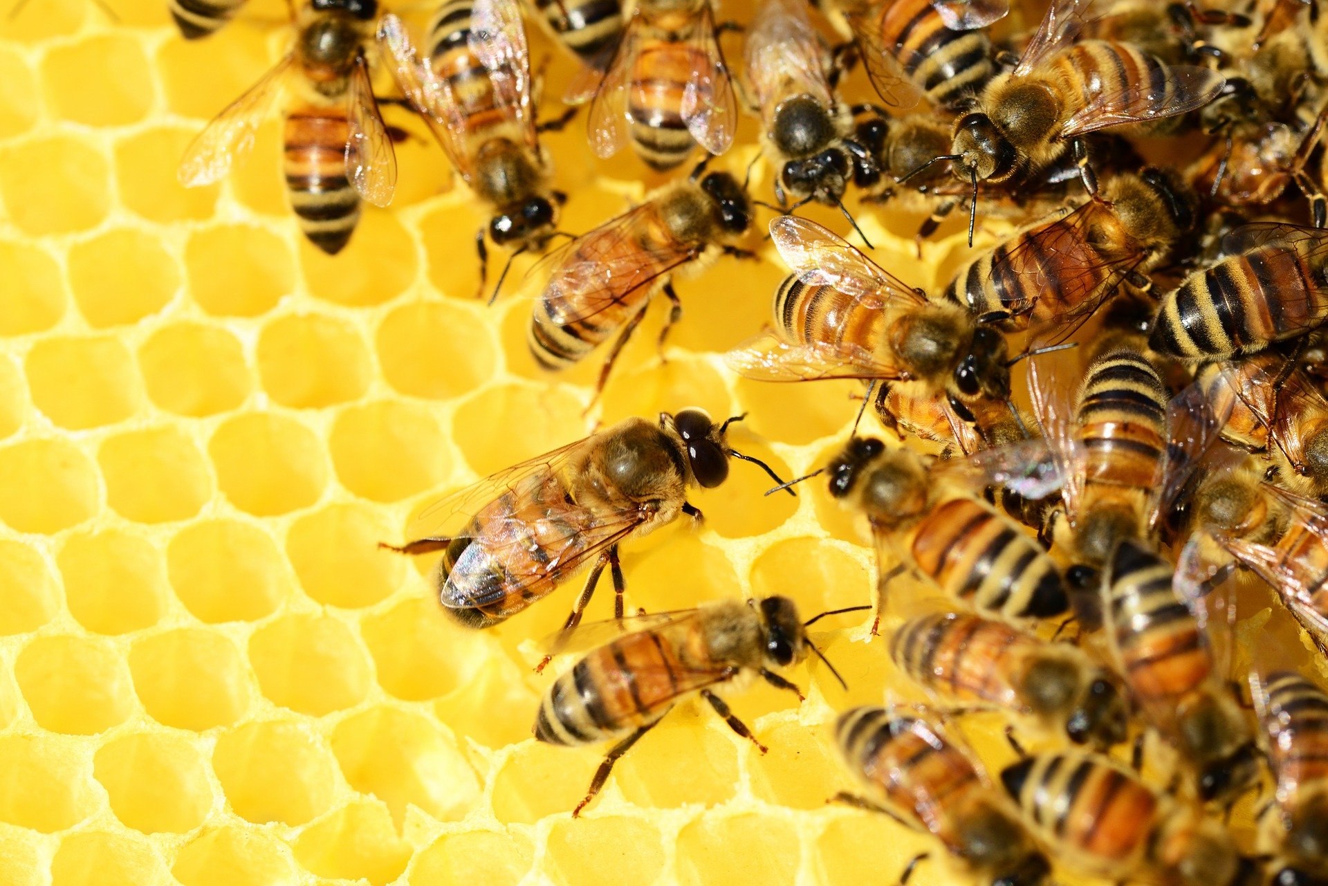ミツバチ教室とは？ハチの驚きの役割を知る！興味津々体験